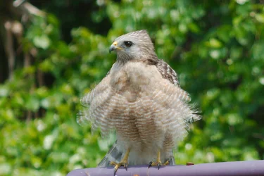 $Red Shoulder Hawk 1.webp