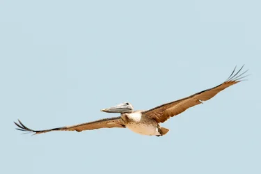 $pelicans 4.webp