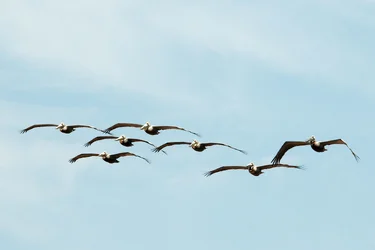 $Pelicans 2.webp