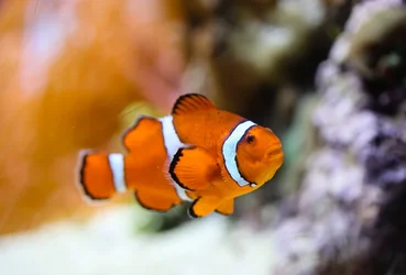 $Shedd-3.webp