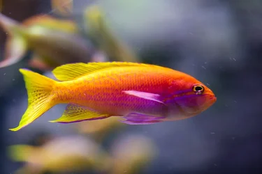 $Shedd-4.webp