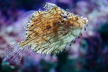 $Shedd-5.webp