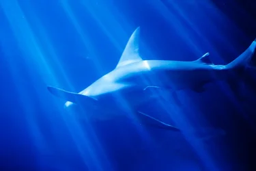 $Shedd-6.webp