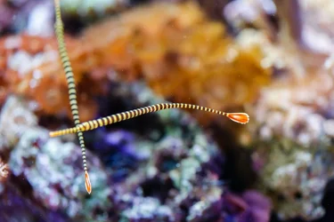 $Shedd-7.webp