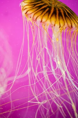 $Shedd-8.webp
