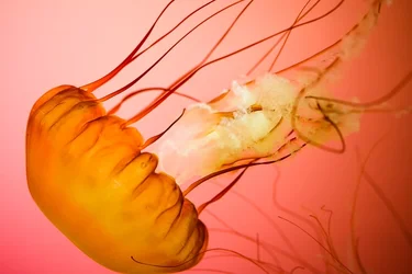 $Shedd-10.webp