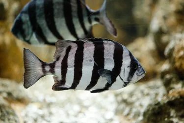 $Shedd-12.webp