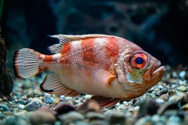 $Shedd-13.webp