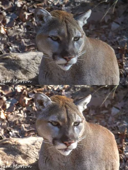 $!cat.webp $!cat.webp