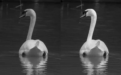 $swan.webp $swan.webp
