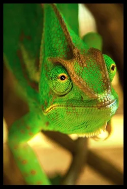$lizard.webp