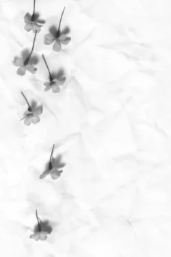 $Phlox-Small.webp