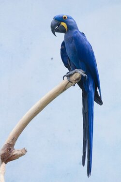 $macaw.jpg