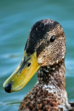 $duck 1.webp