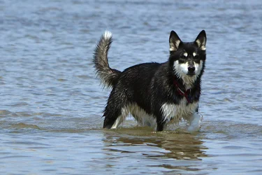 $dog1.webp