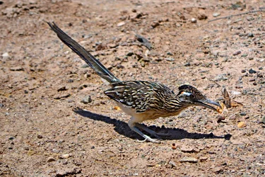 $bird1.webp