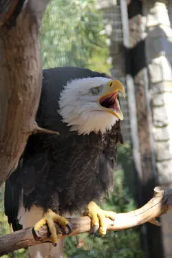 $eagle mouth.webp