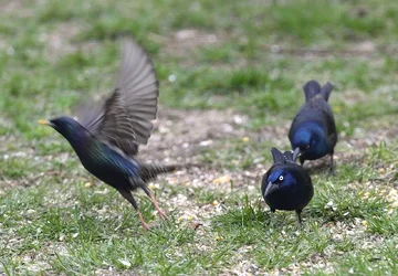 $Grackles (1280x890).webp