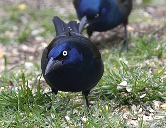 $Copy - Grackles.webp