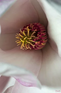 $Magnolia center 2.small.webp