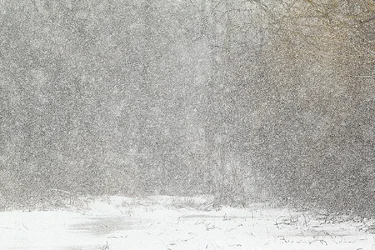 $SnowSquall_S_2568.webp