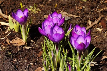 $Crocuses_S_2577.webp