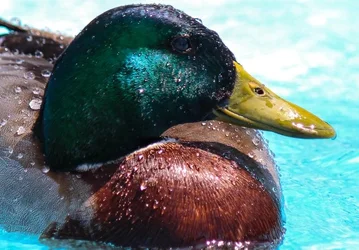 $mallard duck.webp