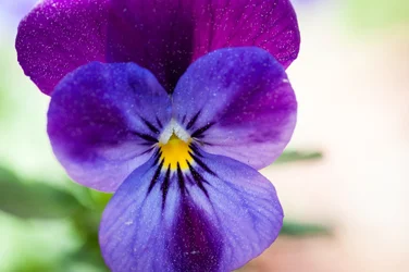 $flower.webp