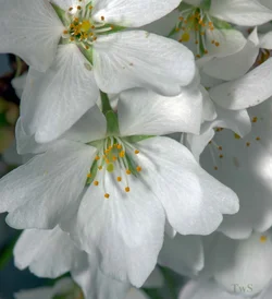 $Blossoms.small.webp