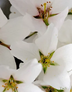 $Blossoms-2.small.webp