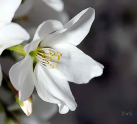 $Blossoms-3.small.webp