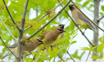 $waxwing1.webp