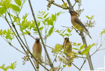 $waxwing2.webp
