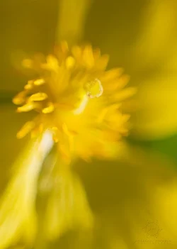 $IMG_5489 copy.webp