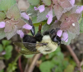 $Bumble Bee.small.webp