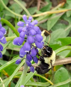 $Bumble Bee 2.small.webp