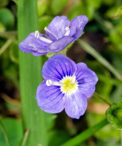 $Tiny blue flowers.small.webp