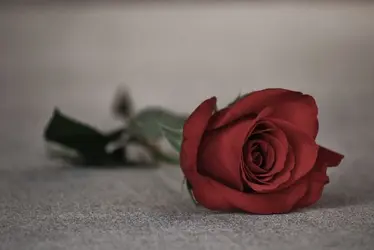 $4-16-13 Sick day and flowers 079 (2) (800x536).webp
