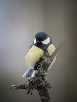 $_LIN1279 kopia.webp