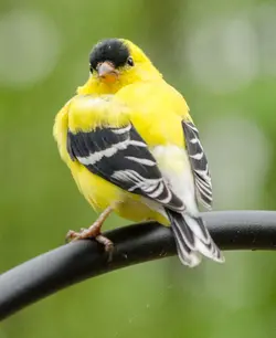 $Goldfinch3-5550.webp