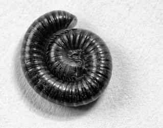$1-BW_DSC1326.webp