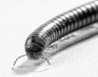 $1-BW_DSC1339-1600.webp
