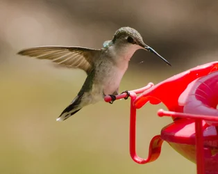 $Hummingbird1-5592.webp