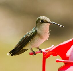 $Hummingbird2-5597.jpg