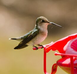 $Hummingbird4-5602.jpg