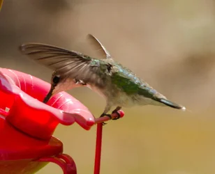 $Hummingbird5-5605.webp