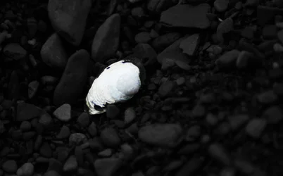 $Seashell.webp $Seashell.webp