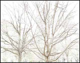 $o trees 041513a.webp