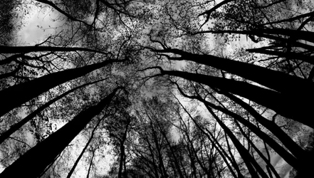 $Trees 1.webp