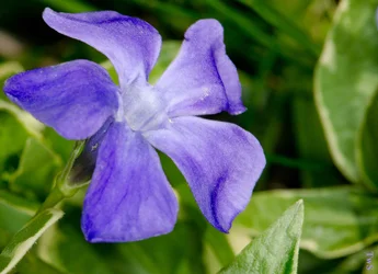 $purple flower 4.webp